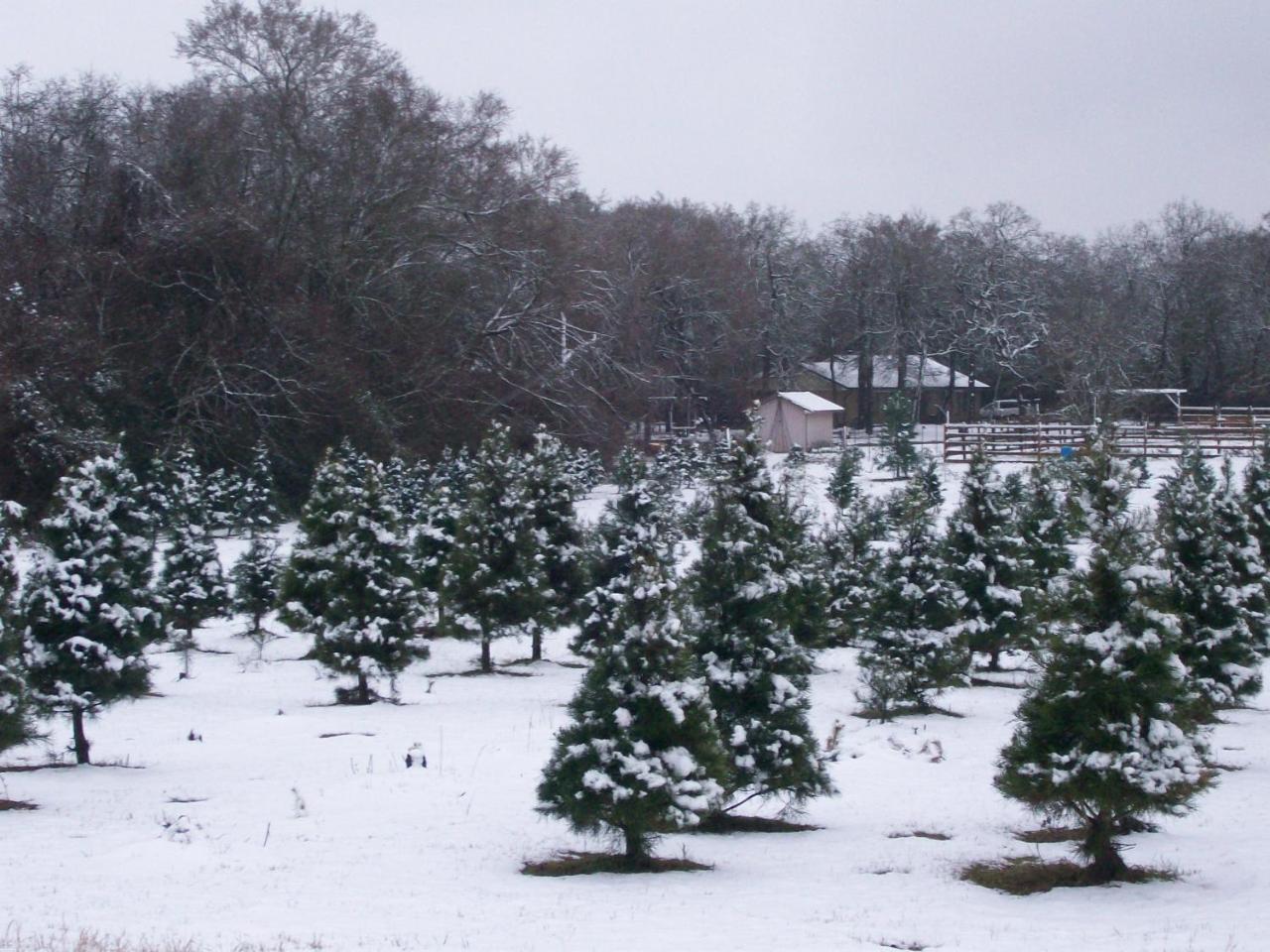 Kelumac Christmas Tree Farm B&B 브라이언 외부 사진