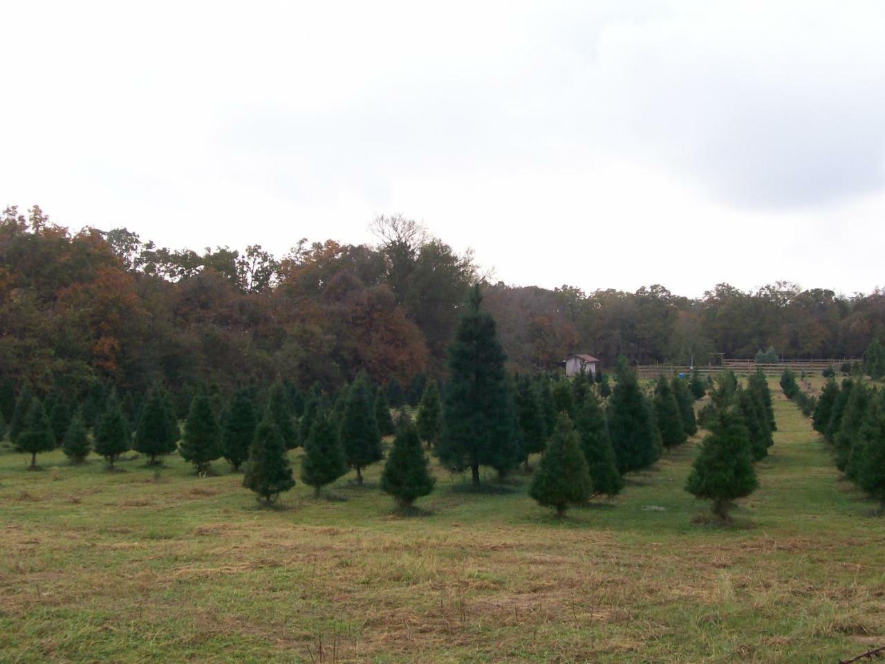 Kelumac Christmas Tree Farm B&B 브라이언 외부 사진