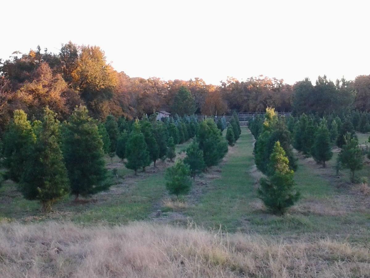 Kelumac Christmas Tree Farm B&B 브라이언 외부 사진